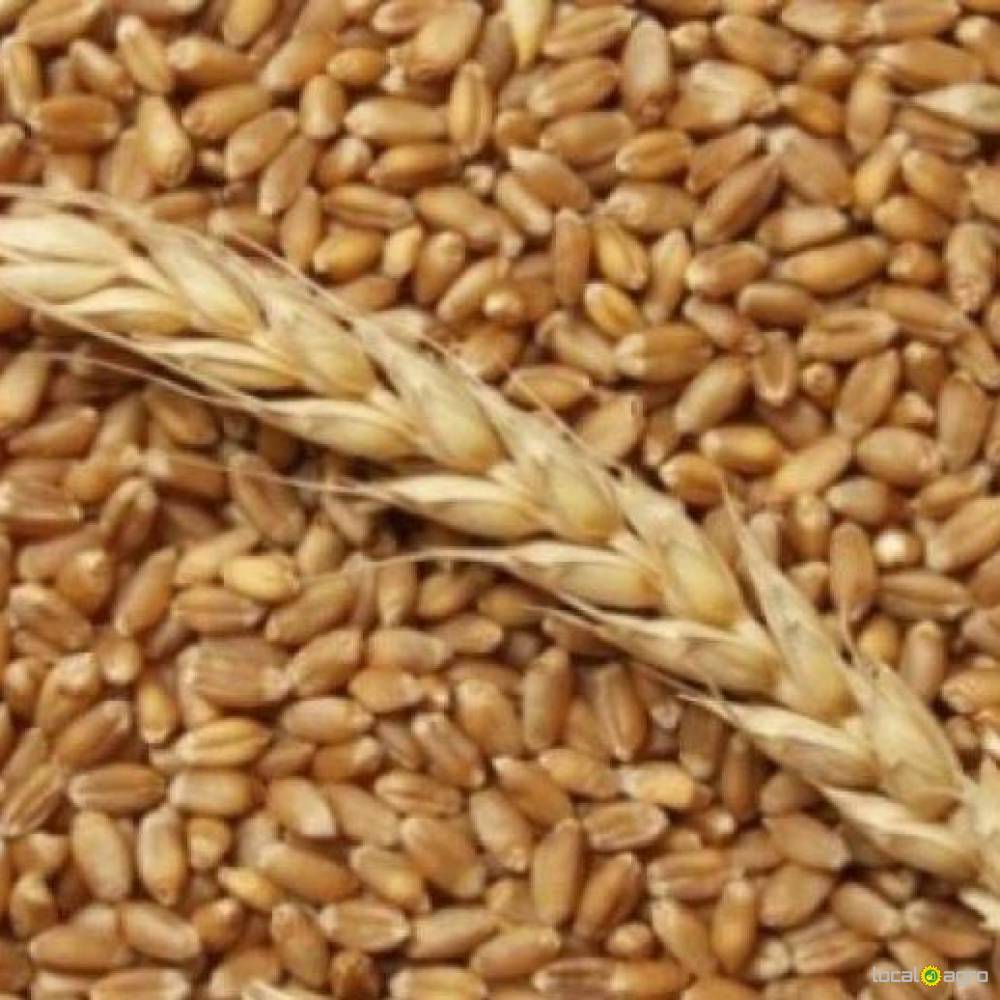 Пшеница зерно продаем FCA