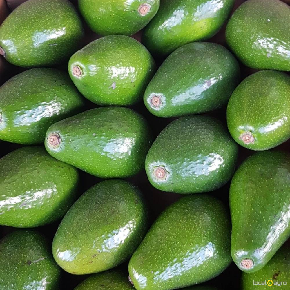The best Avocados in the world