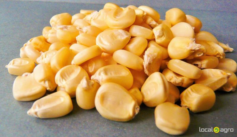 Семена кукурузы (гибриды)