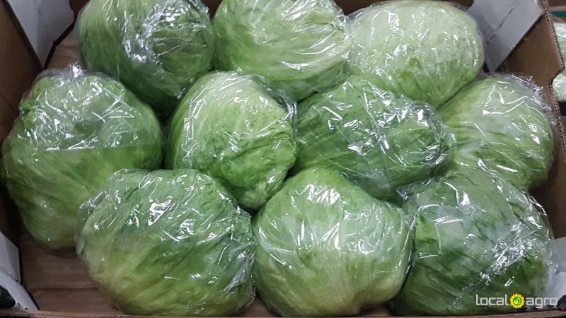 Fresh ICEBERG lettuce from Egypt