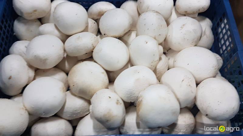 Mushrooms champignons from Russia