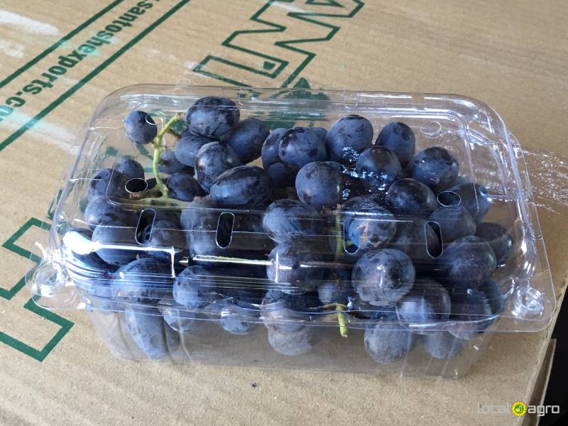 Fresh grapes from India