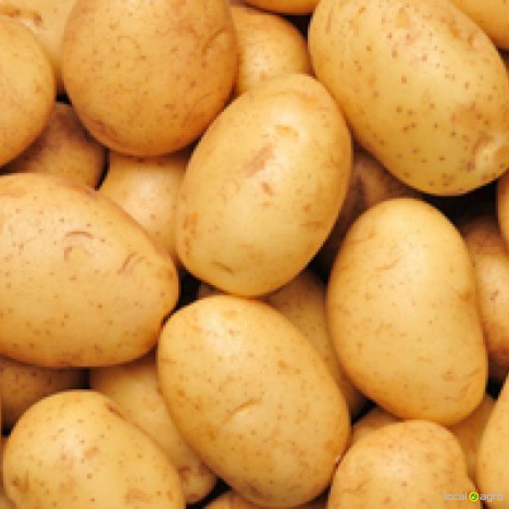 A Grade fresh potatoes for Sal