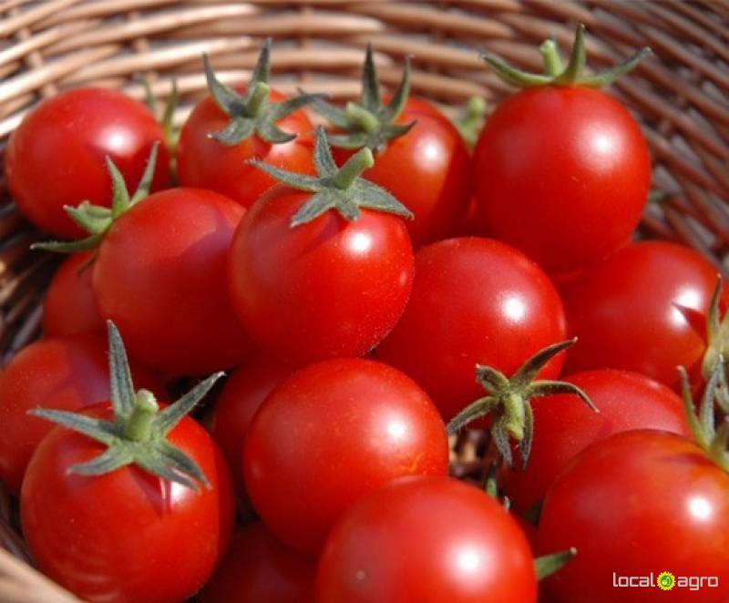 High quality farm fresh tomato