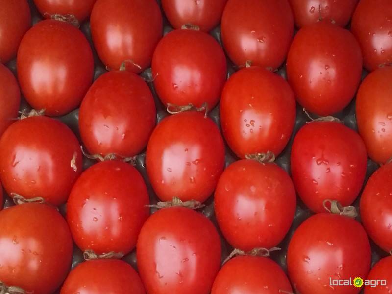 Fresh PLUM tomatoes from Tunisia