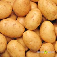 Fresh (new crop) potatoes Tunisia