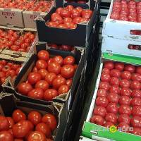 Tomates fraîches de Tunisie