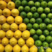 Citrons tunisiens