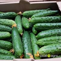 Cucumbers from Russia