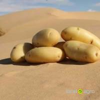 Fresh potatoes from Tunisia