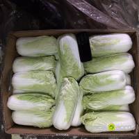 Fresh Chinese cabbage from Russia