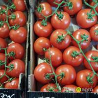 Tomatoes (branch) Turkish