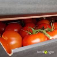 Branch Tomatoes from Russia (Kaluga)