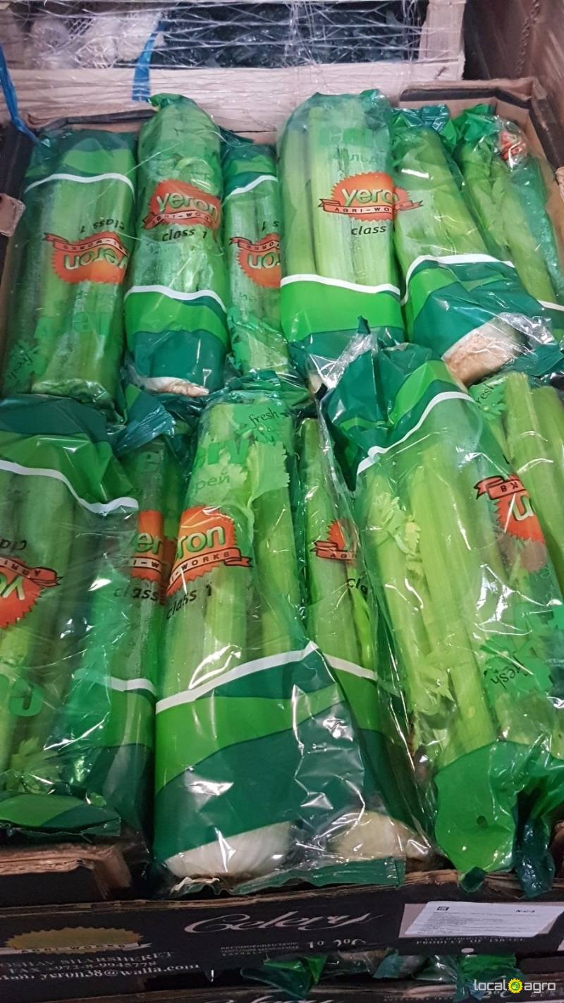 Fresh celery from Israel