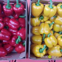 Pepper red and yellow from Turkey