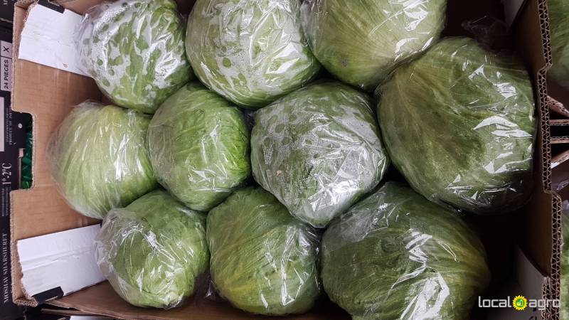ICEBERG lettuce (box 7kg) Madagaskar