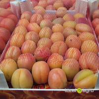 Apricotes from Spain (box-5kg)