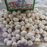 garlic from China